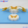 PNT-0621 modelo de alta qualidade da medula espinhal e nervos espinhais